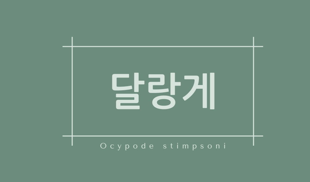 달랑게(Ocypode stimpsoni)