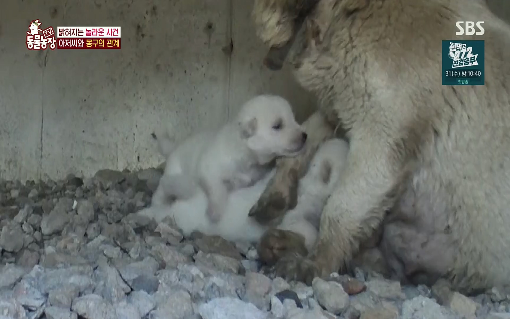 TV 동물농장.E1084.220828p.H264-F1RST.mp4_20220828_154057.993.jpg