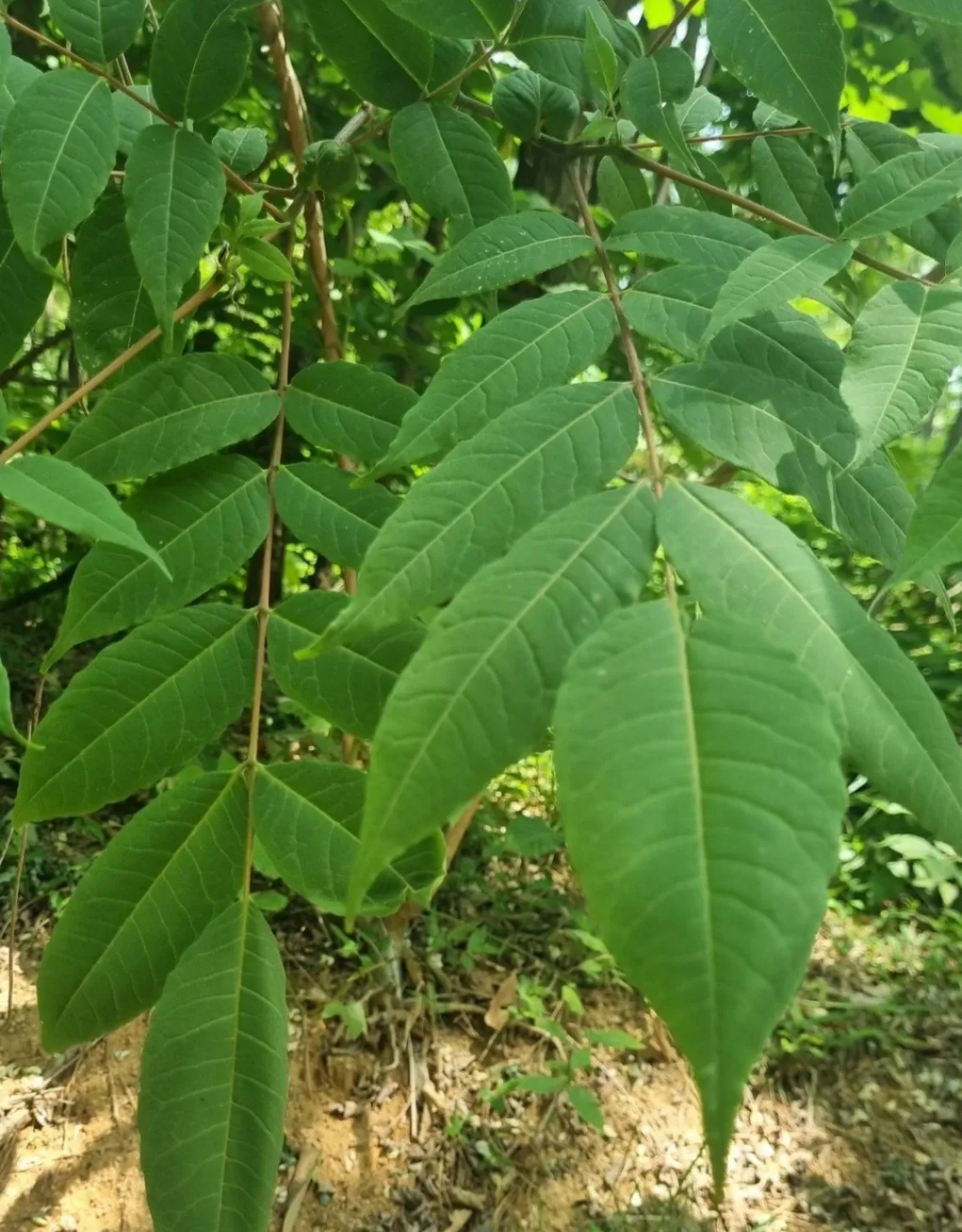  참죽나무, 참죽나무의 효능