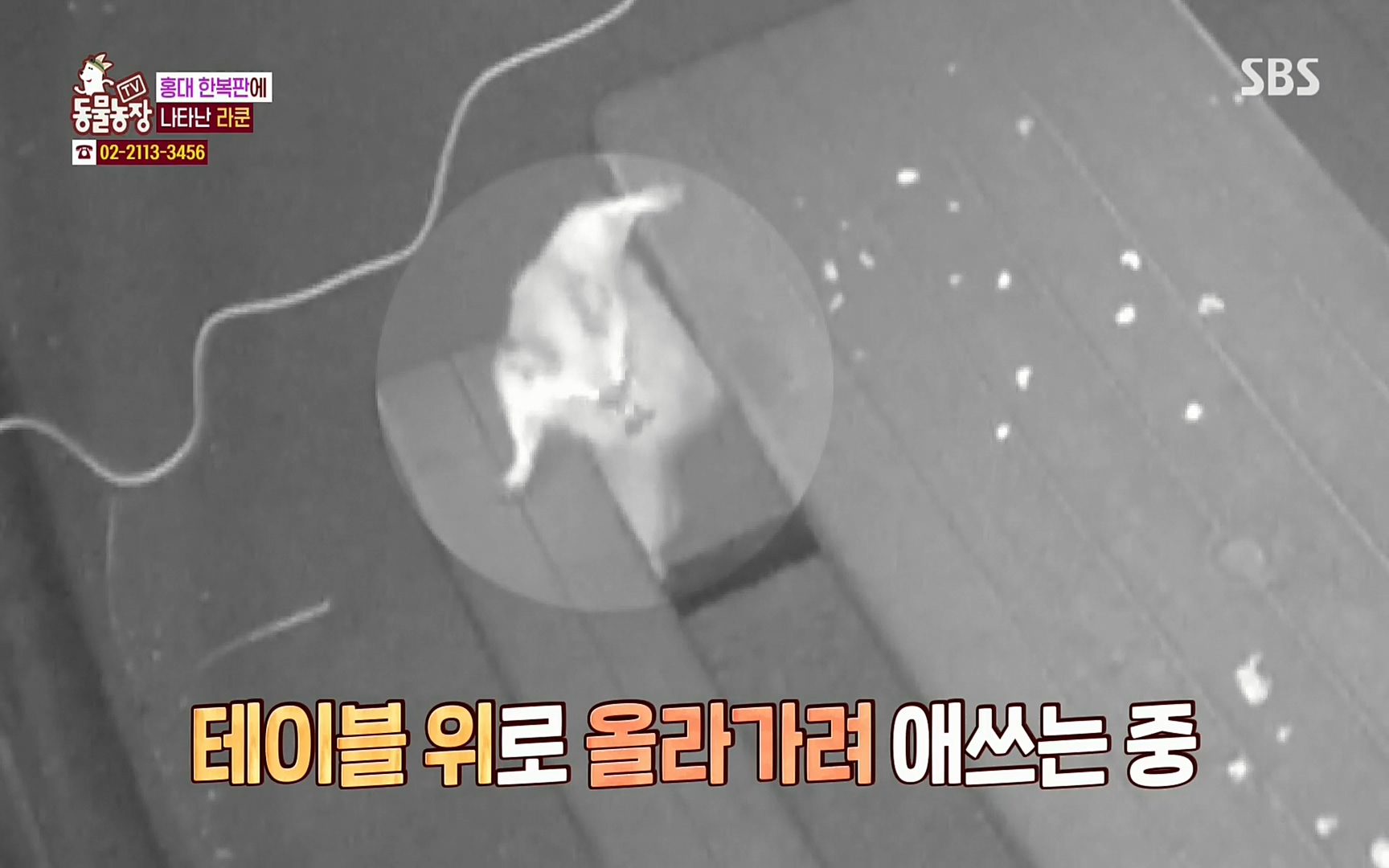 TV 동물농장.E1066.220424p.H264-F1RST.mp4_20220424_195703.733.jpg