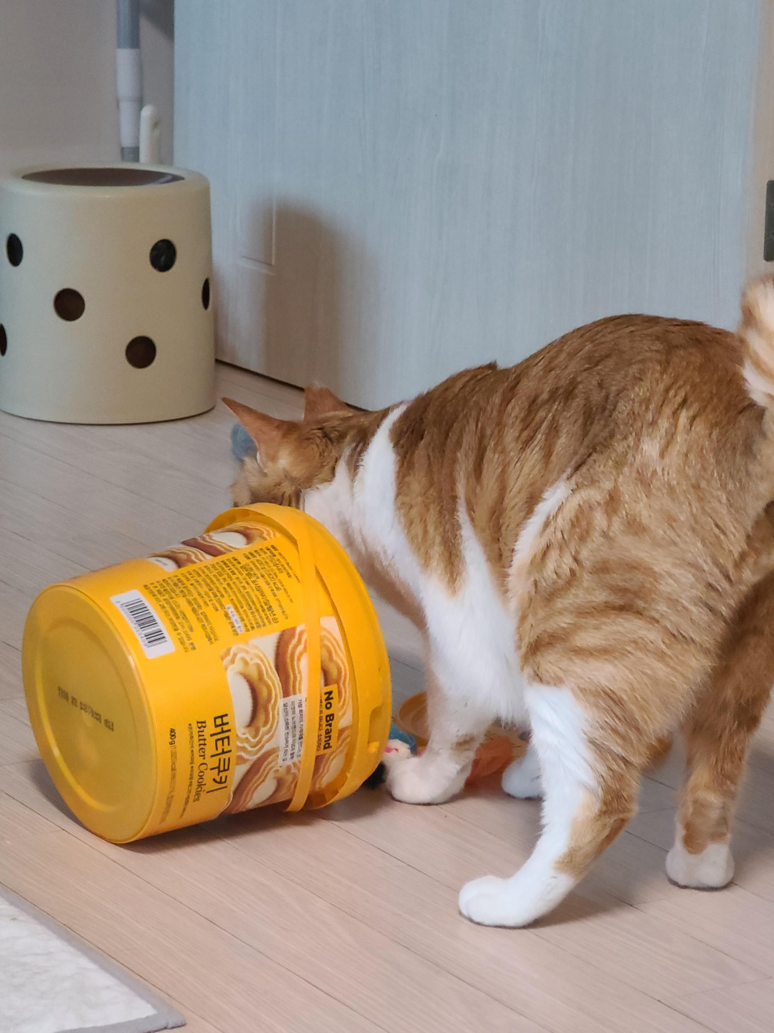막둥이 삐용이의 장난감통 열기와 우리집 고양이들의 행동교정 방법.