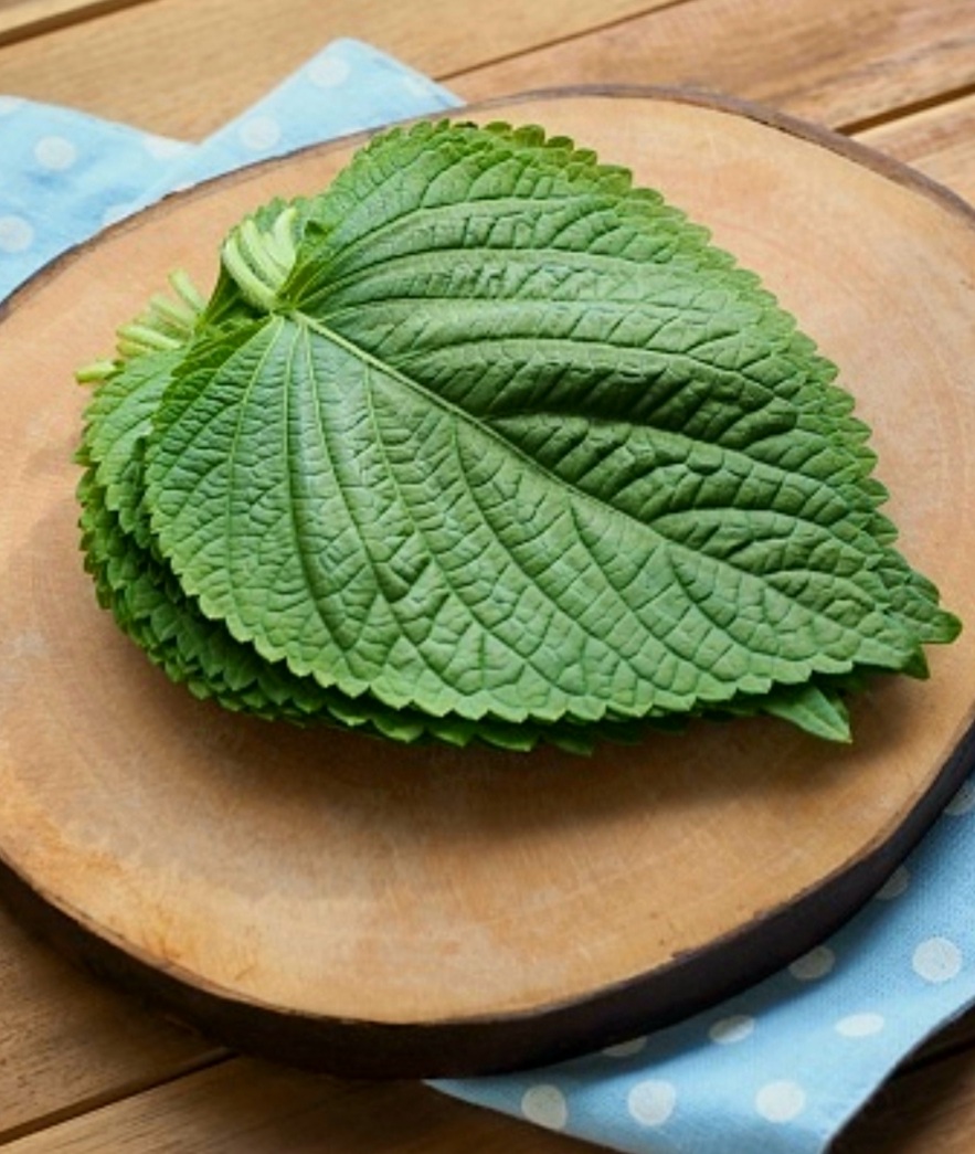  깻잎 효능 칼로리 부작용