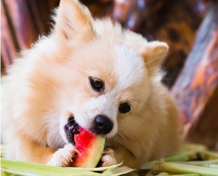 강아지가 먹어도 되는 과일