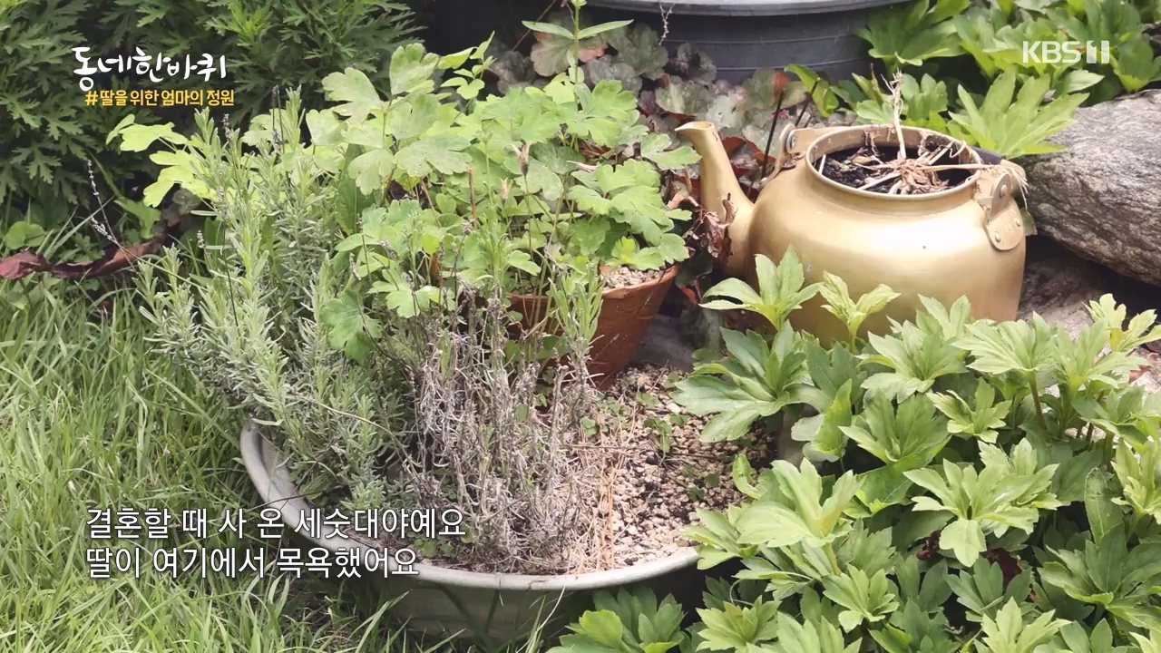 동네 한 바퀴.E237.230827p-NEXT.mp4_20230829_210229.540.jpg