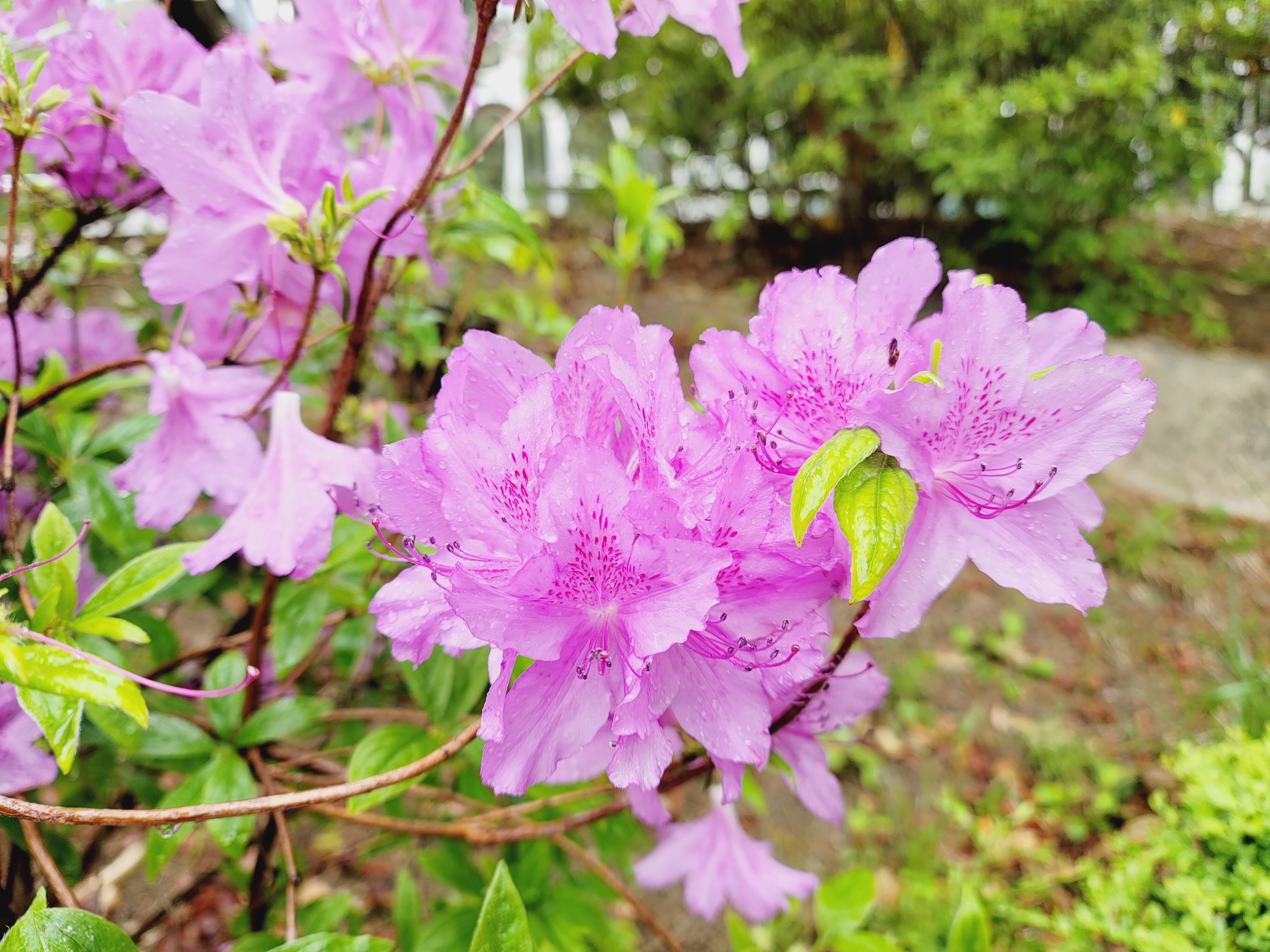 산철쭉 화단접대 45