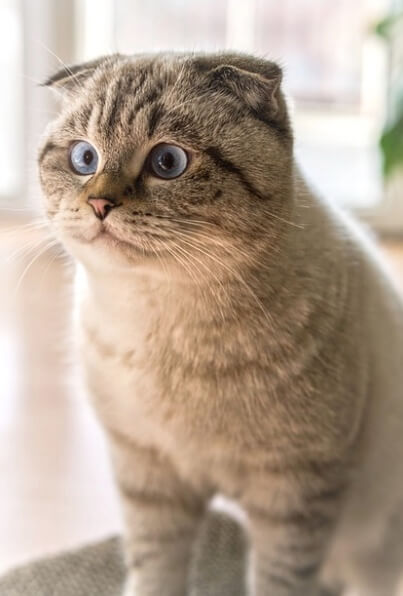 고양이 탈수 예방 및 관리 방법