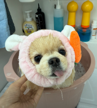베베몽