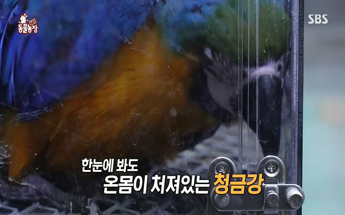 TV 동물농장.E1076.220704p.H264-F1RST.mp4_20220703_173657.614.jpg