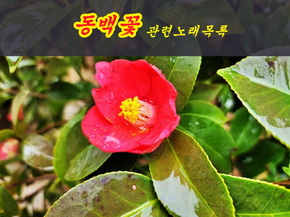  동백꽃 관련 노래 목록