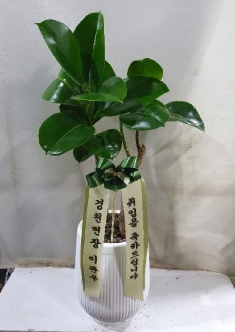  전국 꽃배달