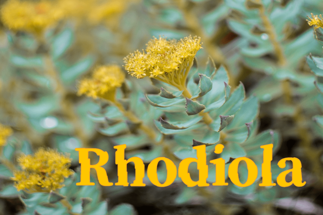 Rhodiola