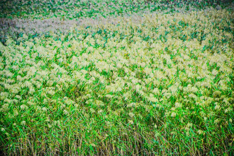 거제 오수마을 갈대밭 가을이 찾아온 18