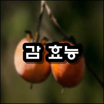  감 효능 단감 홍시 곶감에 대해