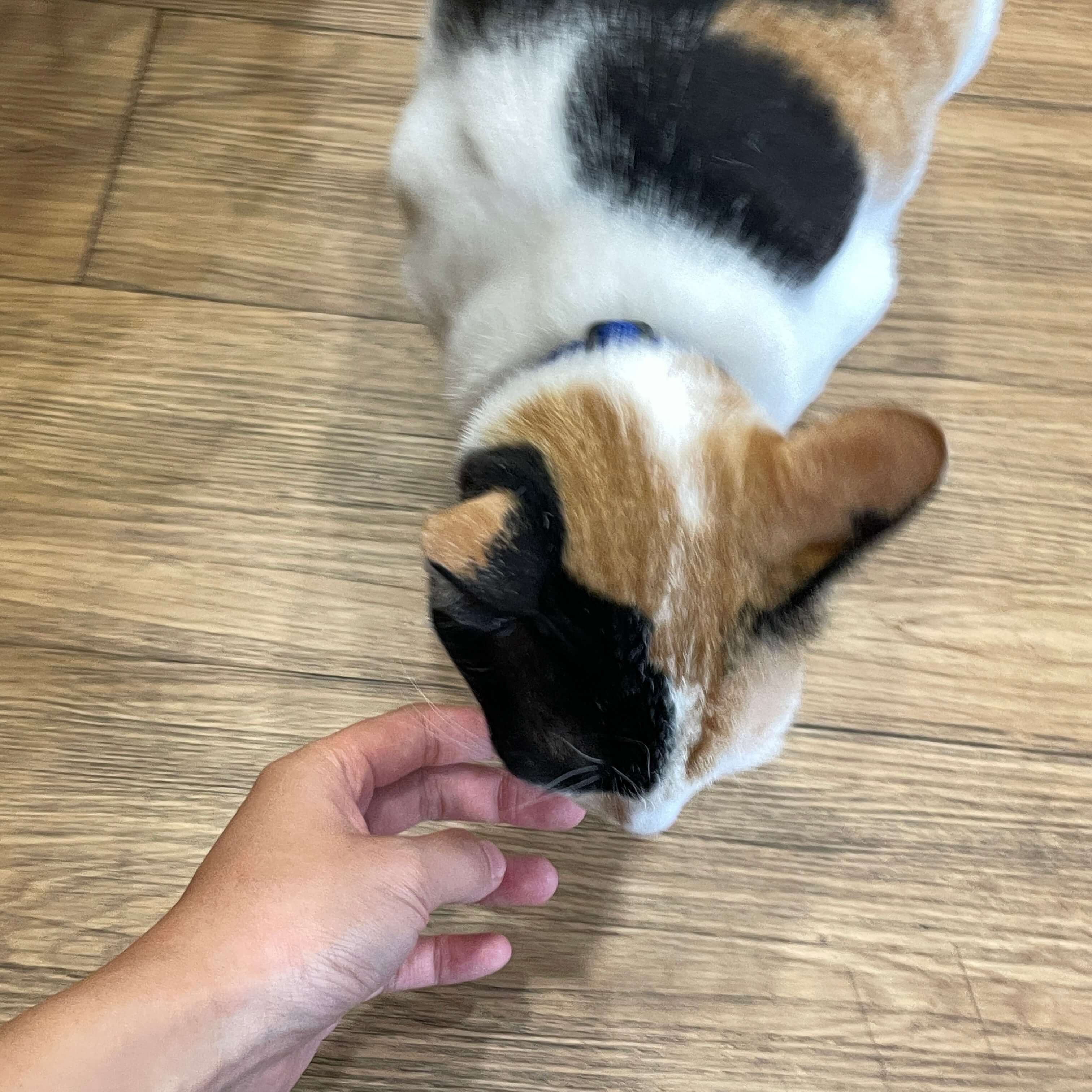치앙마이 카페 고양이