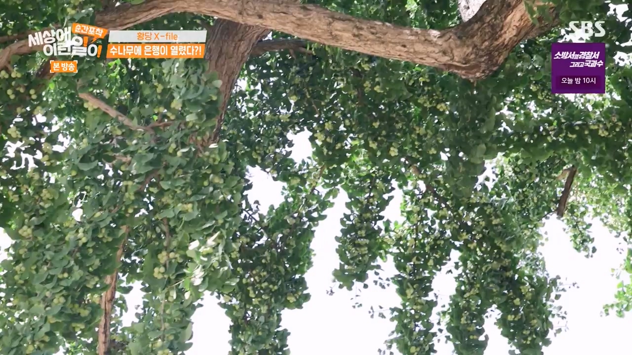 순간포착 세상에 이런일이.E1240.230806p-NEXT.mp4_20230806_161408.671.jpg