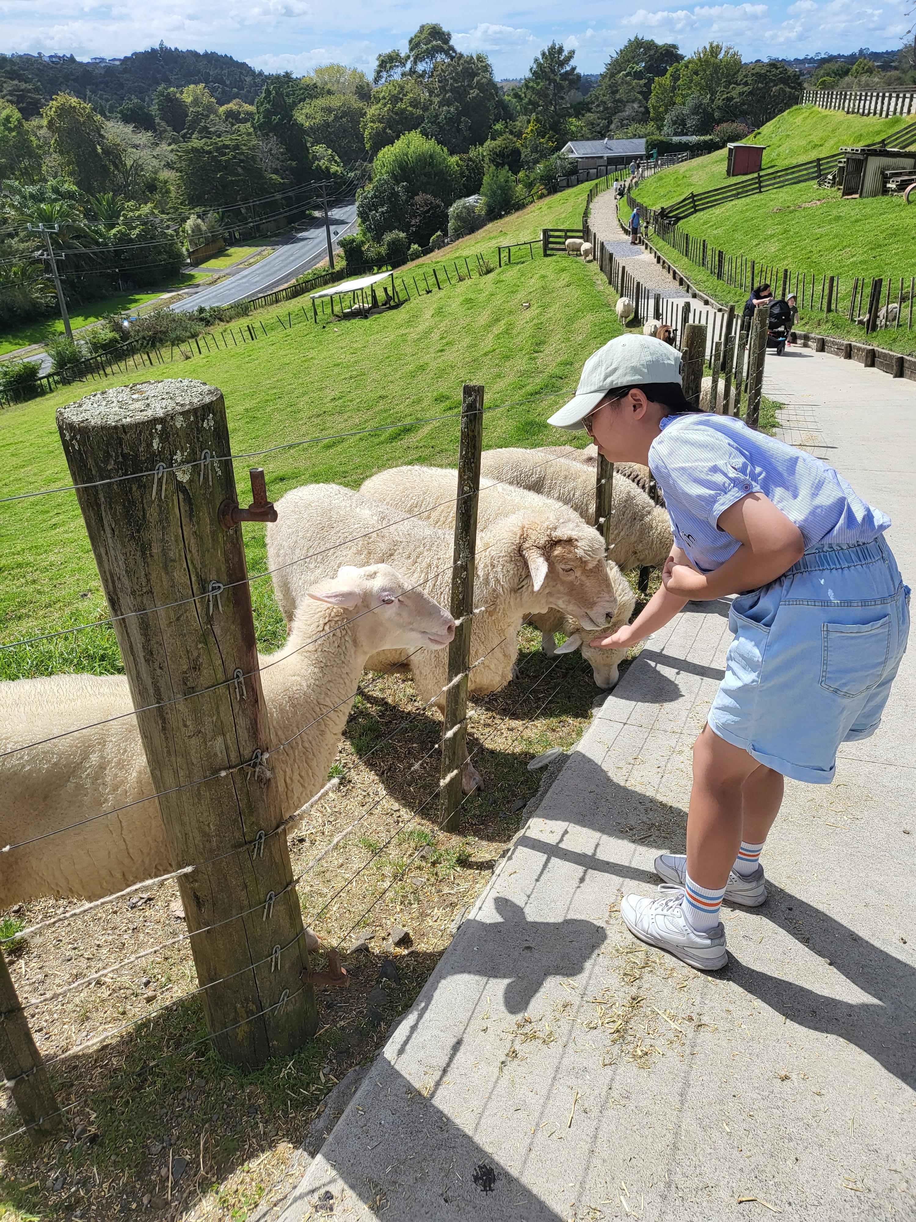  뉴질랜드 양떼목장 말타기 Go!Go!  KIWI VALLEY FARM TOUR