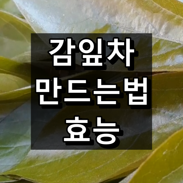 감잎차 만드는법과 효능 대표 이미지