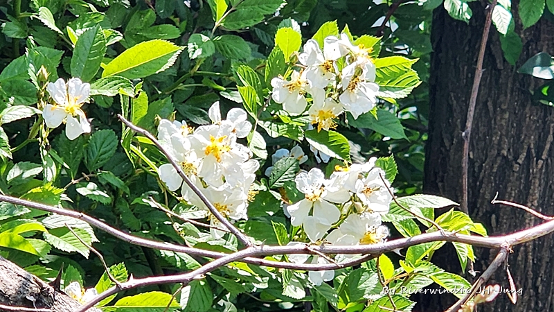 찔레꽃 Rosa multiflora