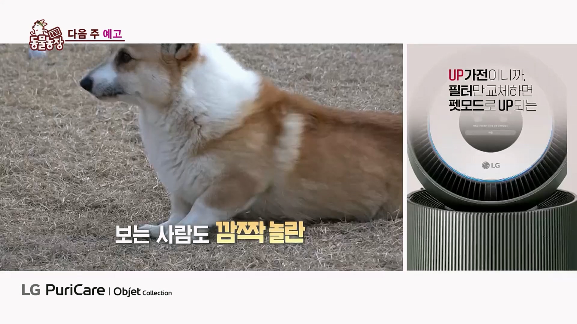 TV 동물농장.E1107.230205p.H264-F1RST.mp4_20230205_174006.197.jpg