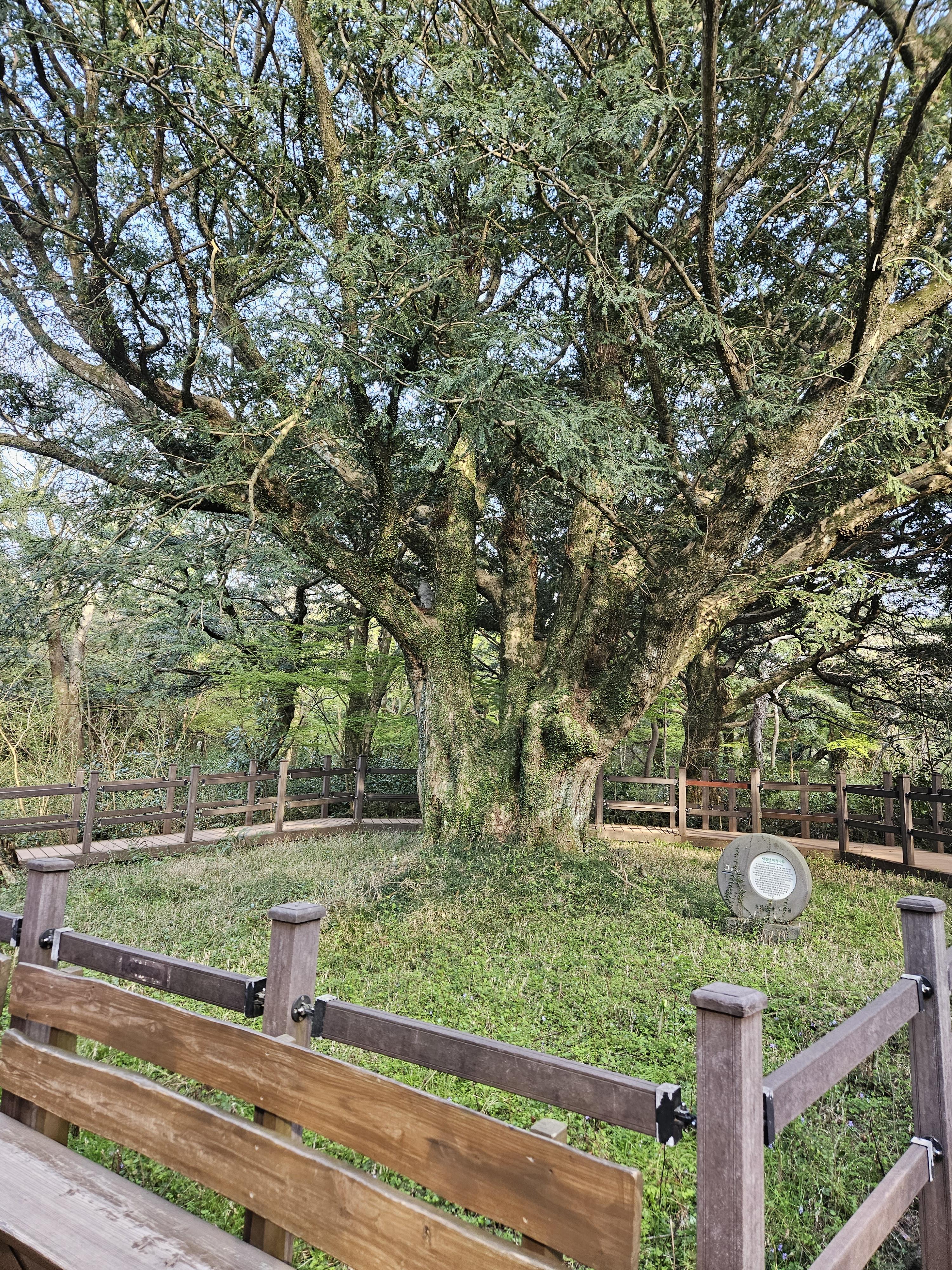 비자림 숲의 새천년 비자나무