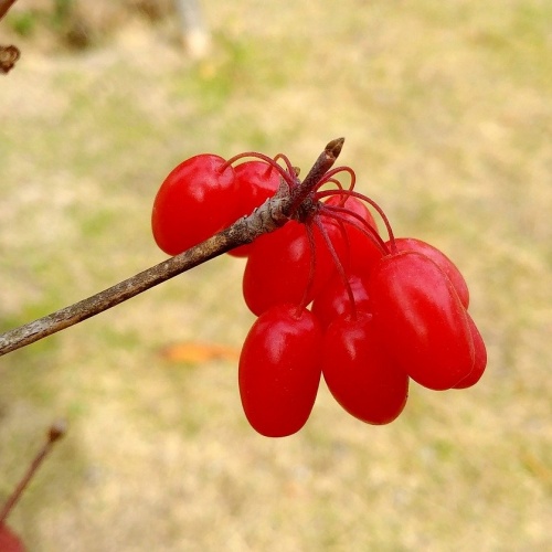 오미자 열매