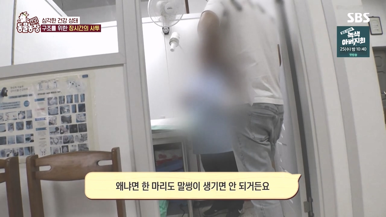 TV 동물농장.E1142.231023p-NEXT.mp4_20231022_173010.313.jpg