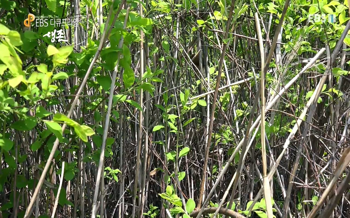 생존 3부_ EBS 다큐프라임_ 220629.avi_20220701_203830.357.jpg
