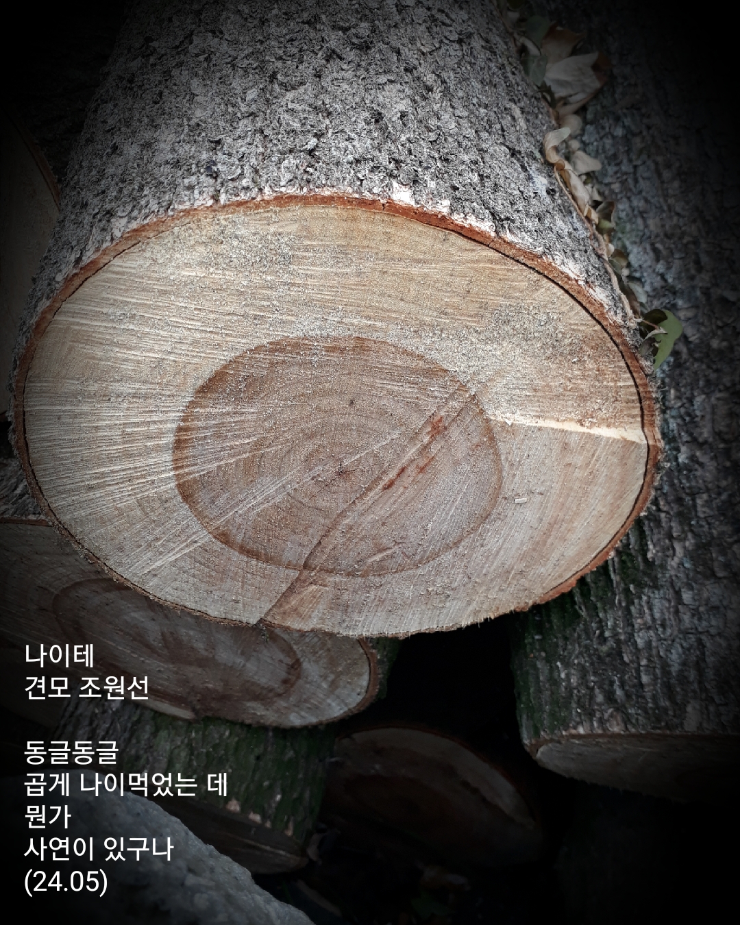 나이테 이미지