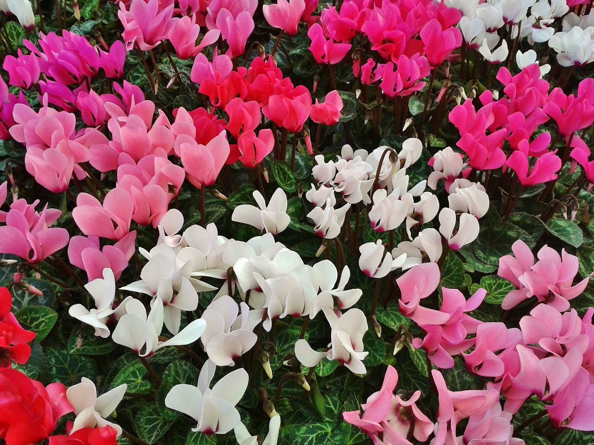  추운계절의 대표적인 꽃 중 하나, 시클라멘(cyclamen)