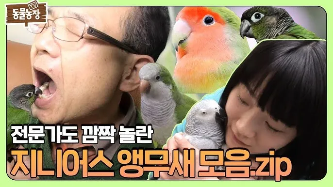 앵무새 가격 키우기 분양 수명 먹이 성격 종류_9