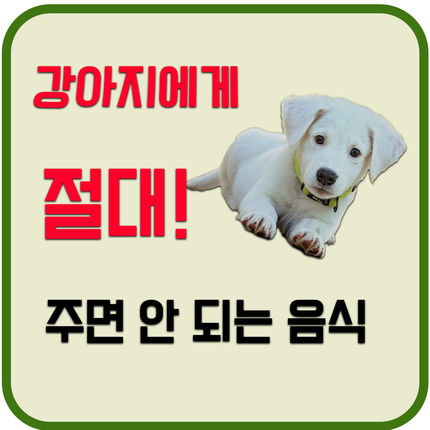  강아지에게 절대 주면 안 되는 음식 7가지