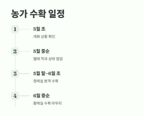 매실 수확시기 최적의 타이밍 12