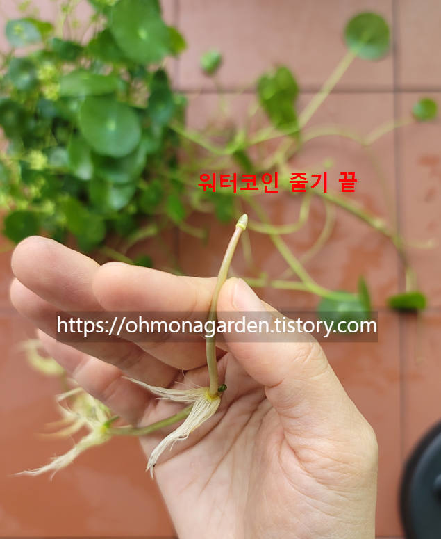 워터코인 줄기의 끝부분 클로즈업