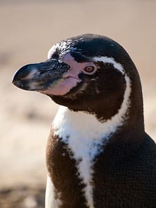 훔볼트펭귄 (Humboldt Penguin)
