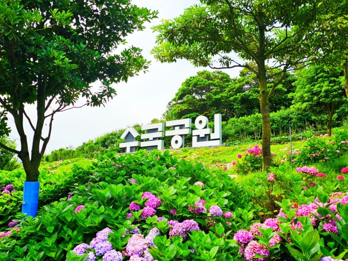 수국수국 이미지