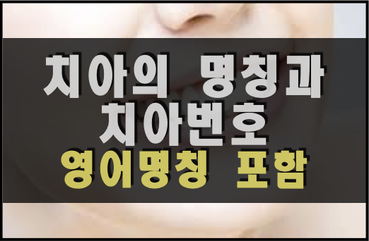  [신체부위 명칭] 치아의 명칭과 어원, 치아번호 (영어명칭 포함)