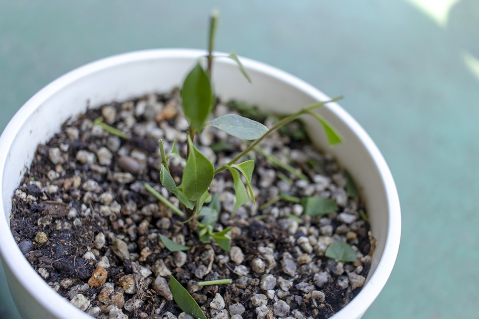 겨울에 구입한 구아바나무 분갈이후 6