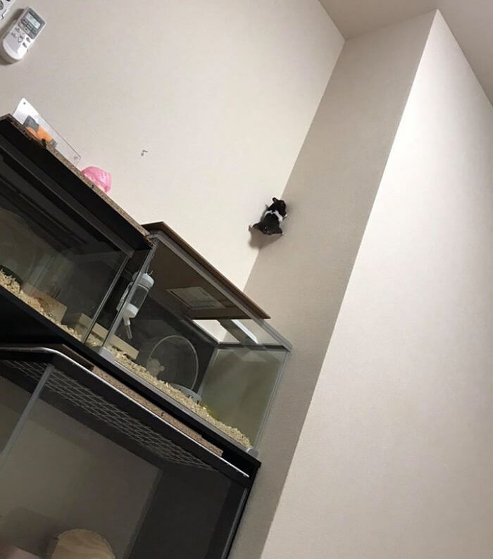 햄스터-탈출