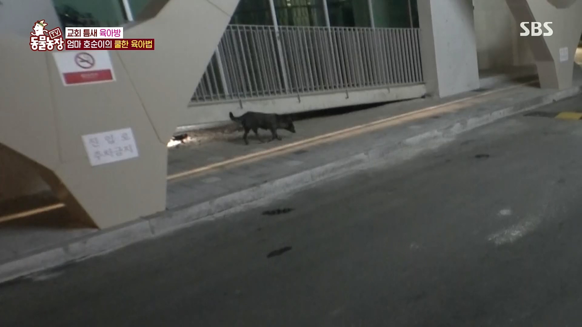 TV 동물농장.E1100.221218p.H264-F1RST.mp4_20221218_183439.662.jpg