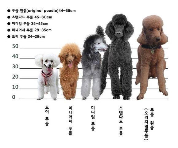 강아지 푸들 분양·입양 정보(가격, 종류, 크기, 성격)