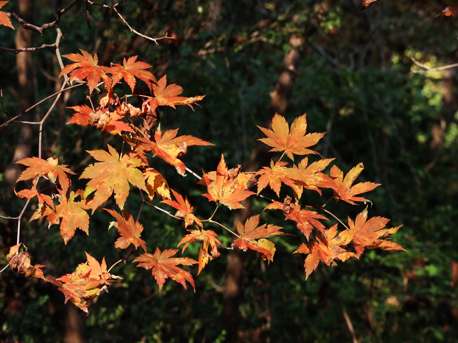 국립수목원의-붉게-물들고있는-단-당풍나무잎