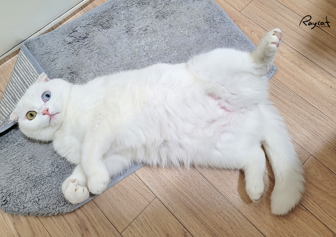 고양이가 발라당 발밑에서 딩굴때 고양이가 발라당 발밑에서 딩굴때
