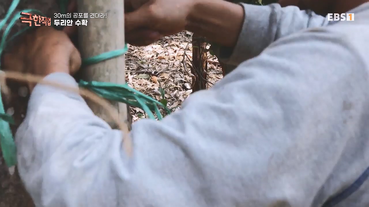 TV - 전 국민의 평생학교 EBS30m의 공포를 견뎌라! 인도네시아 열대과일 수확.mp4_20240103_200544.253.jpg