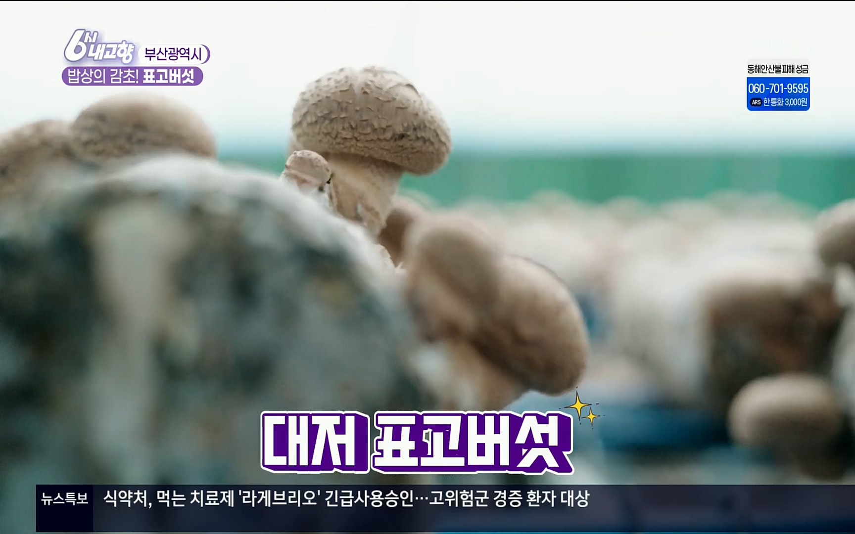 6시 내고향.E7496.220324p.H264-F1RST.mp4_20220328_181543.542.jpg