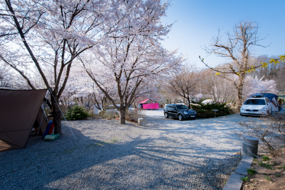 안성 비봉산 캠핑장 벚꽃