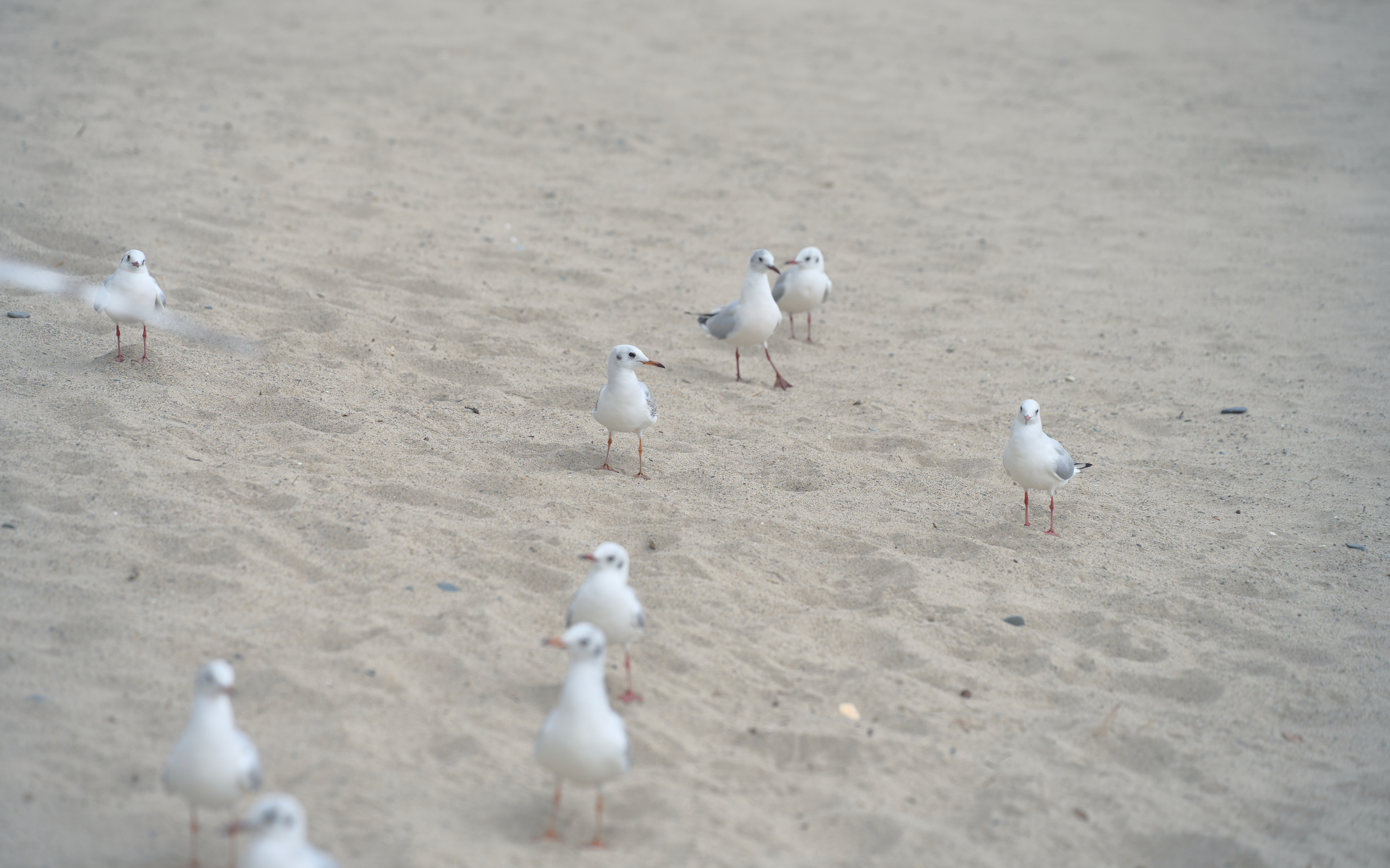 기장매화원 매화축제 65