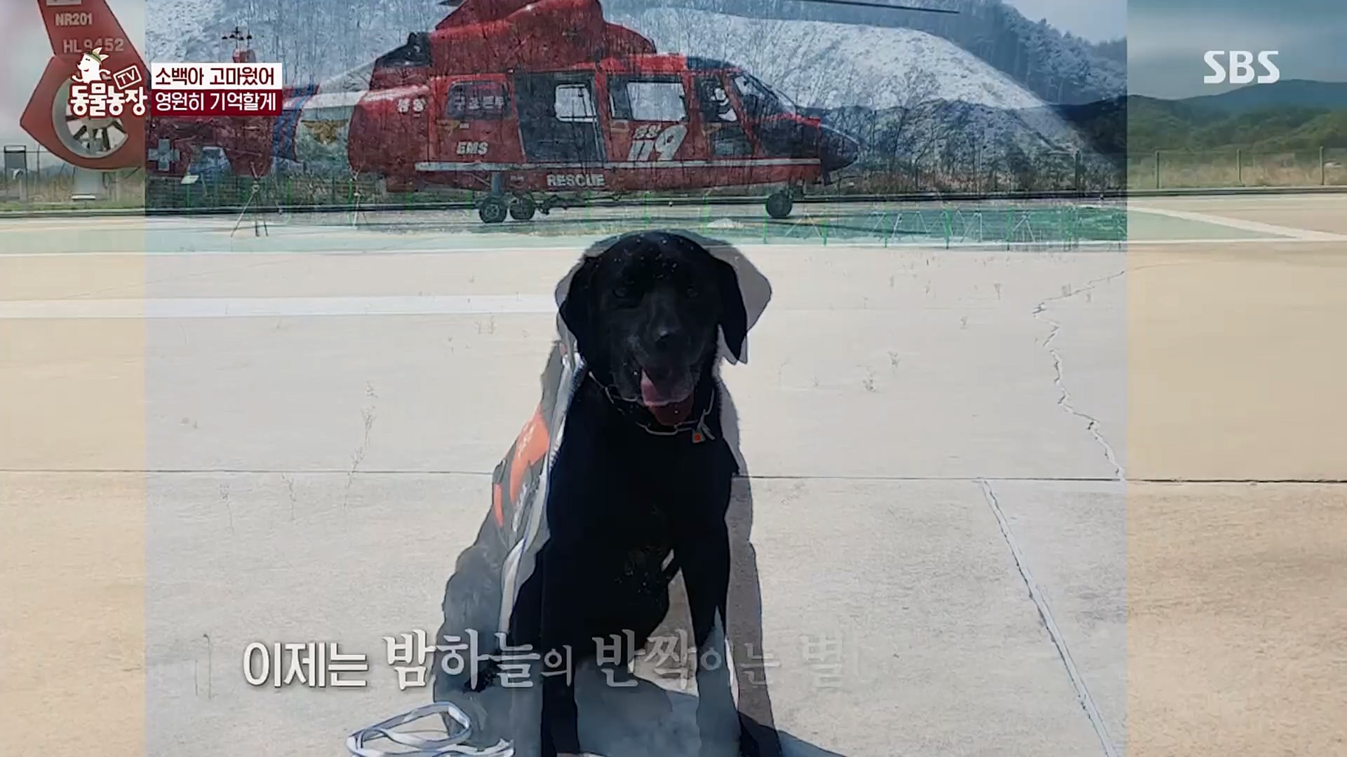TV 동물농장.E1109.230226p.H264-F1RST.mp4_20230226_161927.193.jpg