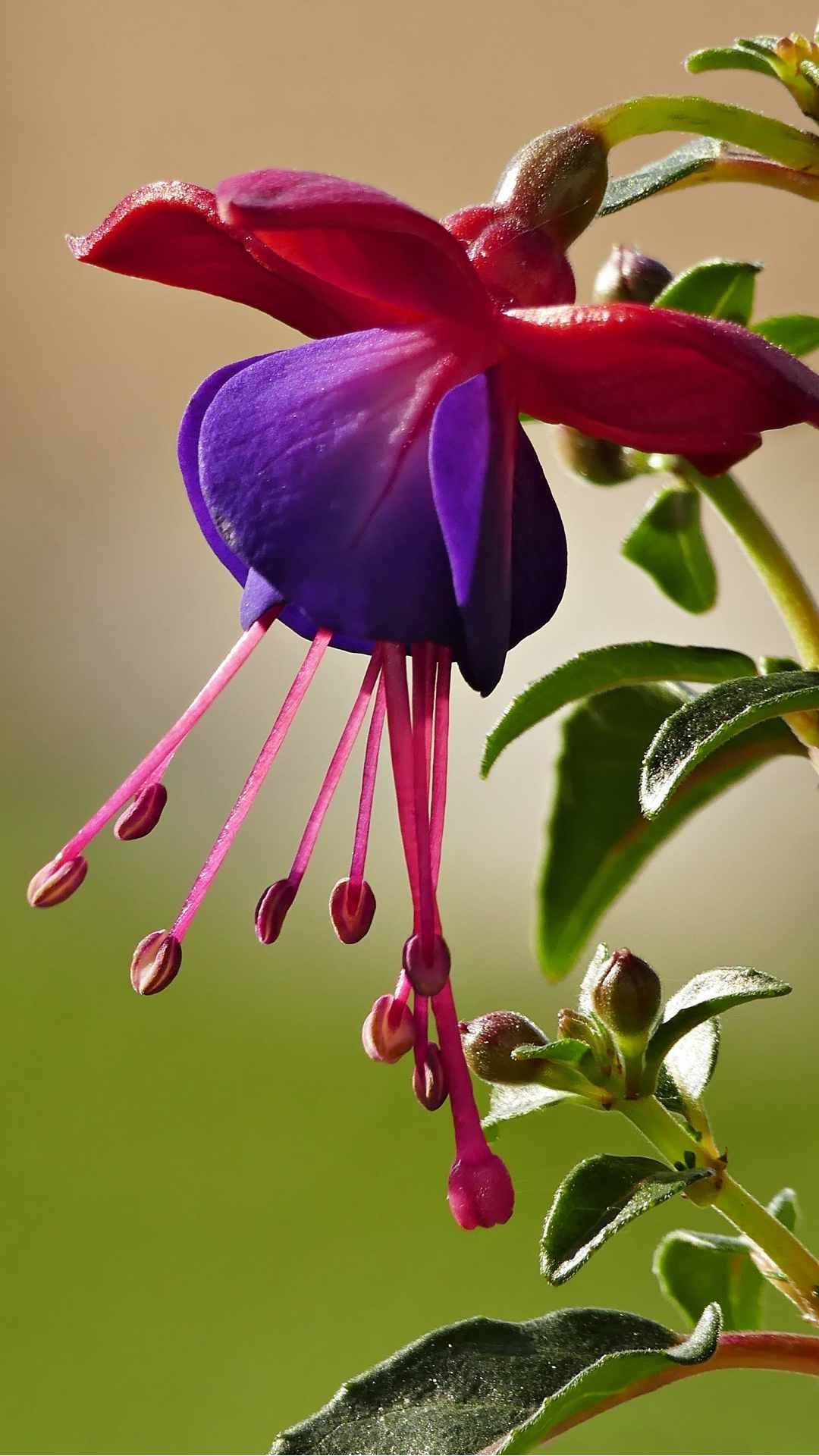 Fuchsia Flower iPhone Wallpaper