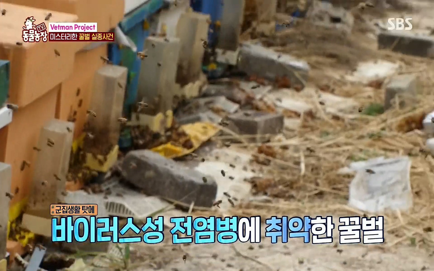 TV 동물농장.E1072.220605p.H264-F1RST.mp4_20220605_180640.577.jpg