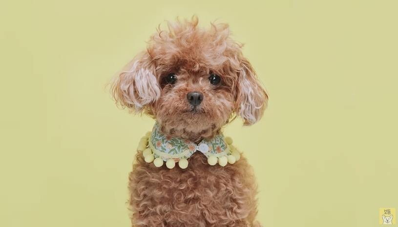 세상을 떠난 반려견과 똑닮은 인형을 선물받은 견주들의 반응